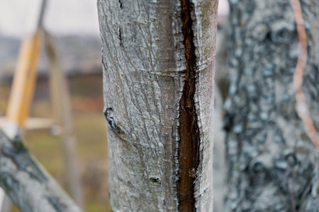 A bark cracked pear tree trunk. Orchard garden care. spring gardening. Sunburn of trees. deep crack. tree disease. tree treatment. blue color. Processing of trees with iron vitriol or copper sulfate.の写真素材