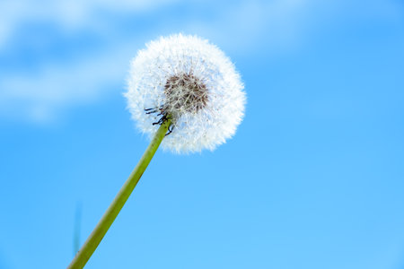 White dandelion on blue sky background. beauty in nature. up view. Sunny meadow. lawnweeds. Reach for the sun. Competition and goal achievement concept. ideality. Ideal. springtime. soft focus. Blur.の写真素材