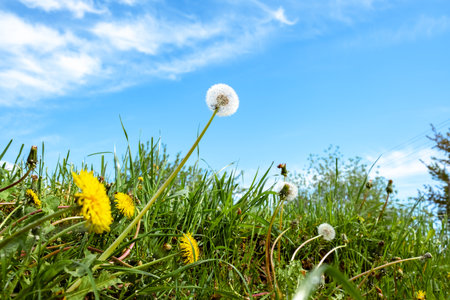 White dandelions in green grass on blue sky background. beauty in nature. wide up view. Sunny day. springtime. herbal meadow. lawnweeds. Reach for the sun. fluffy blowball. countryside freshness.の写真素材
