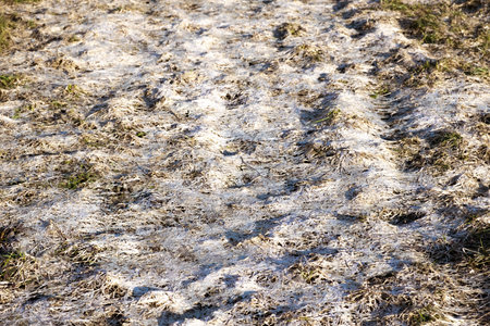 Old dry and rotting grass after winter snow. Lawn needs in aeration and scarification. Spring garden cover care. Long uncut grass is rotted. Wet mulch. Law recovery. diseased grass. dead meadow. 4K.の写真素材