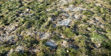 Old dry and rotting grass after winter snow. Lawn needs in aeration and scarification. Spring garden cover care. Long uncut grass is rotted. Wet mulch. Law recovery. diseased grass. dead meadow. 4K.の写真素材