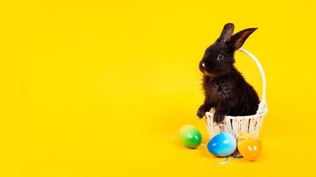 Happy Easter greeting card. One little black rabbit sits in white straw basket decorated with painted eggs isolates on yellow background. copyspace. Banner. Empty place for text. holiday postcard.の写真素材