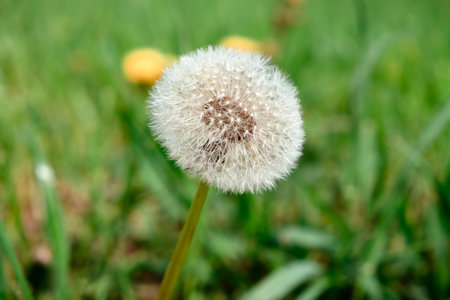 White dandelions in green grass background. beauty in nature. wide up view. springtime. herbal meadow. lawnweeds. Reach for the sun. fluffy blowball. countryside freshness.の写真素材