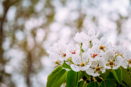 White flowers of blossoming pear tree. close-up. springtime. April and May. garden plant. beauty of nature. garden details. 4K video footage. Healthy fruit branch. cloudy weather. Blurred background.の写真素材