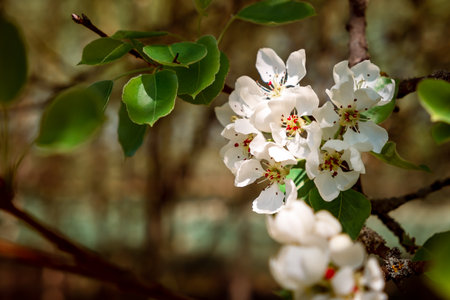 White flowers of blossoming apple tree. close-up. springtime. April and May. garden plant. beauty of nature. garden details. Healthy fruit branch. Sunny weather. Blurred background.の写真素材