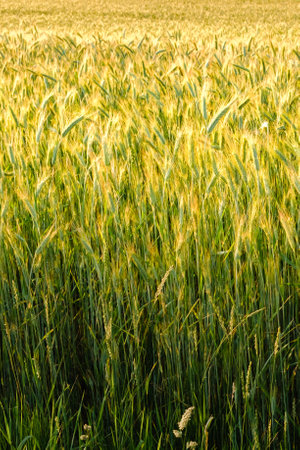 Green wheat field in a summer day. vertical. harvesting period. Green spikelets. Bread growing concept. August sunlight. Ecology farming. beauty in nature. sunglare. solar flare. textured background.の写真素材