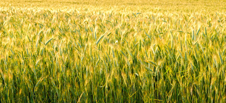 Banner of green wheat field in a summer day. harvesting period. Green spikelets. Bread growing concept. August sunlight. Ecology farming. beauty in nature. sunglare. solar flare. textured background.の写真素材