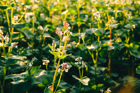 Close-up flowering buckwheat with white flowers in sunset light. farm field. agricultural plants cultivation. farming concept. Organic eco friendly food growing. Harvest landscape. Agro business.の写真素材