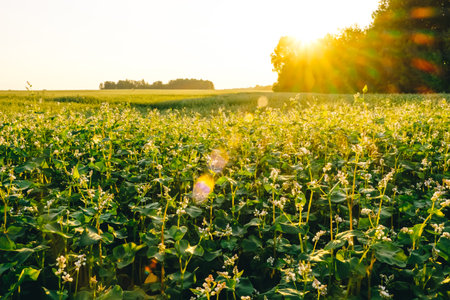 Farm field of flowering buckwheat with white flowers in sunset light. sunflare. agricultural plants cultivation. farming concept. Organic eco friendly food growing. Harvest landscape. Agro business.の写真素材