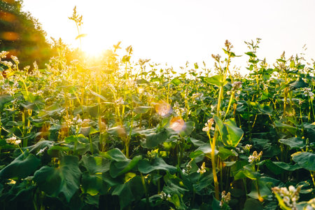 Farm field of flowering buckwheat with white flowers in sunset light. sunflare. agricultural plants cultivation. farming concept. Organic eco friendly food growing. Harvest landscape. Agro business.の写真素材
