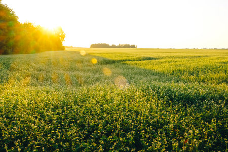 Farm field of flowering buckwheat with white flowers in sunset light. sunflare. agricultural plants cultivation. farming concept. Organic eco friendly food growing. Harvest landscape. Agro business.の写真素材