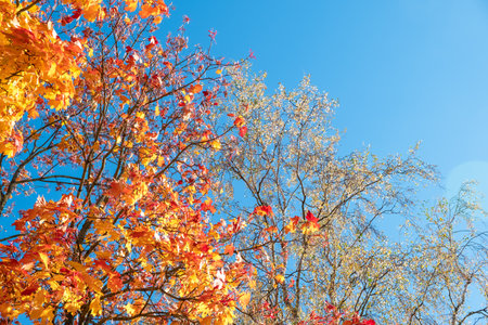 Yellow autumn maple leaves against clear blue sky. copyspace. Sunny weather day. beauty in nature. natural fall background. golden season. Lush crown. Bright orange and red leaf colors. in the park.の写真素材
