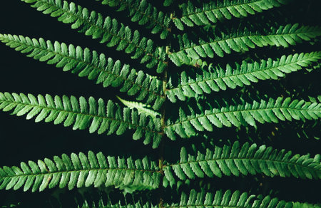 Ferns leaf on black background close up. Growing in forest. Art photo of plant. Decorative foliage isolated. Dramatic view of green leaf. Dark tropical woods in wild nature. natural beauty.の写真素材