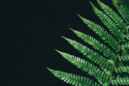 Green ferns leaf isolated on black background close up with copy space. Growing in forest. Art photo...