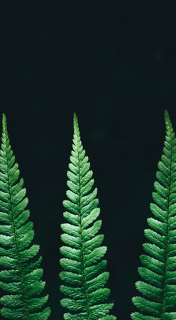 Green ferns leaf isolated on black background close up with copy space. Growing in forest. Art photo of natural plant. decorative foliage. dramatic view. wild nature beauty. copyspace. mockup design.の写真素材