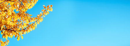 Yellow autumn plum tree crown leaves against clear blue sky. copyspace. Sunny weather day. beauty in...