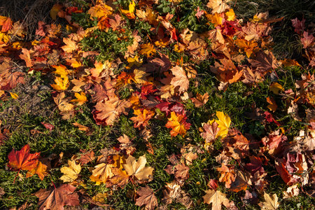 Closeup of multicolored yellow, orange, green dried maple leaves on ground. Garden lawn covered by dry leaves. autumn concept. natural background. panoramic view. Details of nature.の写真素材