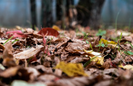 Closeup of multicolored brown, yellow dried leaves on ground. soft focus. Garden lawn covered by dry leaves. autumn concept. natural background. landscape view. Details of nature. forest scene.の写真素材
