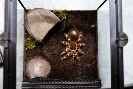 A big spider sitting in a terrarium close-up. Acanthoscurria geniculata. Tarantula. Horror and phobia concept. Large size. Toxic poison. Brazilian tropical animal. Cracked chitin. High quality 4k.の写真素材