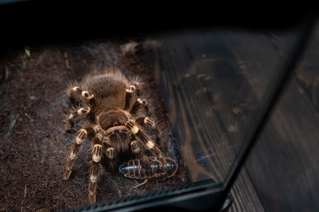A spider injects venom into a madagascar cockroach in a terrarium close-up. Acanthoscurria geniculata. Phobia concept. Toxic poison. Brazilian large size tropical animals. Blaptica dubia. 4k footage.の写真素材