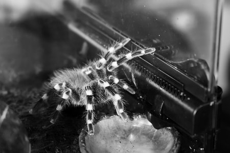 A spider injects venom into a madagascar cockroach in a terrarium close-up. Acanthoscurria geniculata. Phobia concept. Toxic poison. Brazilian large size tropical animals. Blaptica dubia. 4k footage.の写真素材