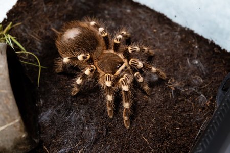 A big spider sitting in a terrarium close-up. Acanthoscurria geniculata. Tarantula. Horror and phobia concept. Large size. Toxic poison. Brazilian tropical animal. Cracked chitin. High quality 4k.の写真素材