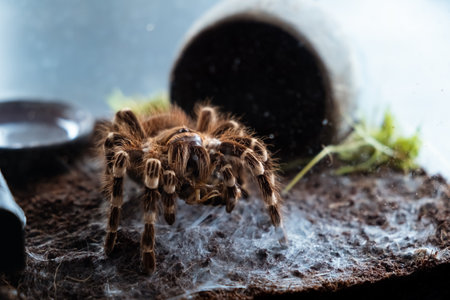 A spider injects venom into a madagascar cockroach in a terrarium close-up. Acanthoscurria geniculata. Phobia concept. Toxic poison. Brazilian large size tropical animals. Blaptica dubia. 4k footage.の写真素材
