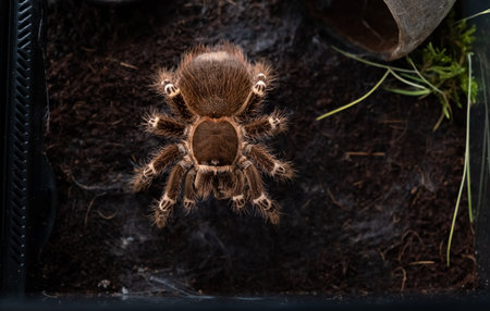 A spider injects venom into a madagascar cockroach in a terrarium close-up. Acanthoscurria geniculata. Phobia concept. Toxic poison. Brazilian large size tropical animals. Blaptica dubia. 4k footage.の写真素材