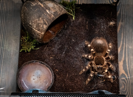 A spider injects venom into a madagascar cockroach in a terrarium close-up. Acanthoscurria geniculata. Phobia concept. Toxic poison. Brazilian large size tropical animals. Blaptica dubia. 4k footage.の写真素材