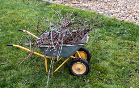 Garden wheelbarrow full of pruned tree branches. Autumn pruning of trees on a green grass...
