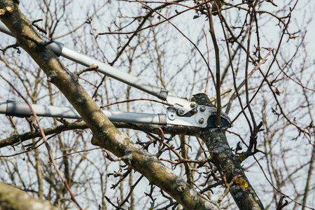 A gardener prunes a branch of tree. Secateurs, gardening scissors - cut tool. Side view. The man hands are cutting off a twig close-up. Garden care. Season of gardening work. DIY. 4k video.の写真素材