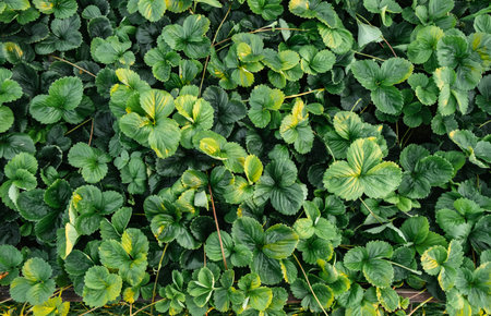 Background of strawberry leaves. Plants bushes with mustache top view close-up. Berry cultivation....
