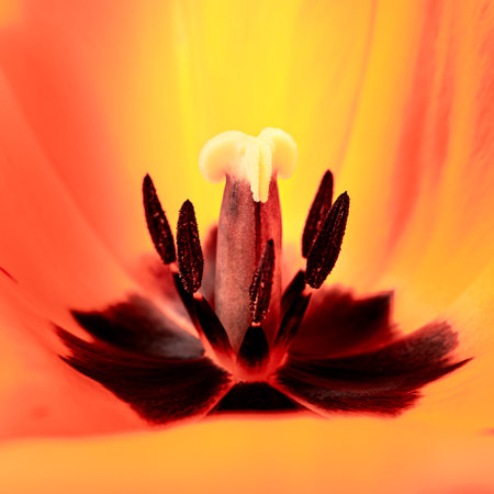 Inner part of yellow tulip flower bud with green pistil and black stamens close-up. Macro photo. Background for a business or greeting card. Spring, summer seasonal flora full bloom. Botanic sample.の写真素材