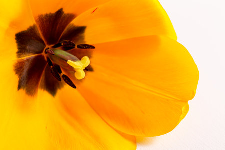 Inner part of yellow tulip flower bud with green pistil and black stamens close-up. Macro photo. Background for a business or greeting card. Spring, summer seasonal flora full bloom. Botanic sample.の写真素材