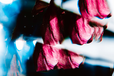 Abstract background with purple blue and white colors. Reflection of dry tulip petals. Kibana. Macro details. Art picture. Backdrop of invitation postcard. Photoart. Unusual textured beauty. Floral.の写真素材