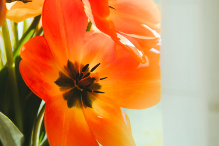 A beautiful lush bouquet of red yellow tulips in a glass vase stands on window illuminated by sunlight close-up. Concept of cozy house. Bright flowers. International womens day or Mothers day card.の写真素材