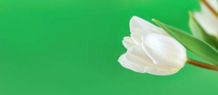White tulip flower isolated on chroma key background close-up. Side view of one beautiful bud. Valentines day, Mothers day, Womens day. Place for text. Mockup design. Gift certificate. Greeting card.の写真素材