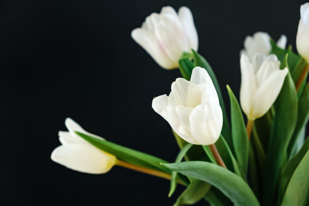White tulip flowers isolated on black background close-up. Side view. Beautiful bouquet. Valentines day, Mothers day, Woman day present. Text place. Stabilized flower. Gift certificate. Greeting card.の写真素材