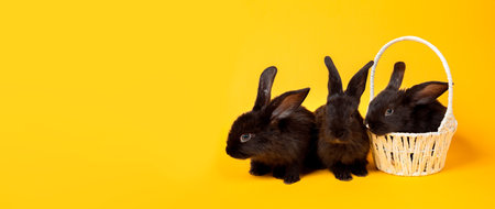 Easter bunnies. Happy holiday greeting card. Three little black rabbits looking at camera sits in the white straw basket isolates on yellow background. Banner, studio shoot. Copy space.の写真素材
