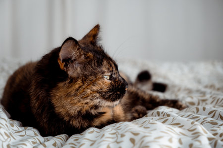 Tricolor cat looking side and laying on the bed in bedroom. Happy life concept. Kitty with big green eyes. Home relaxation of domestic animal. No parasites. Treated pet. High quality photo.の写真素材