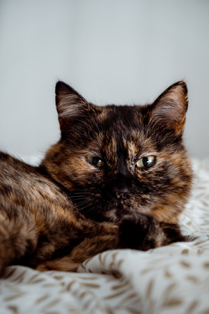Tricolor cat looking at camera and laying on the bed in bedroom. Happy life concept. Kitty with big green eyes. Home relaxation of domestic animal. No parasites. Treated pet. High quality photo.の写真素材