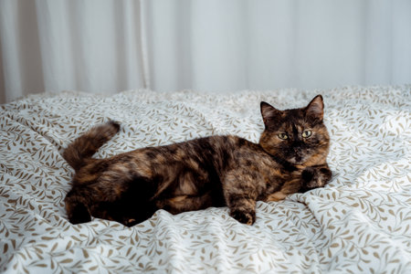 Tricolor cat looking at camera and laying on the bed in bedroom. Happy life concept. Kitty with big green eyes. Home relaxation of domestic animal. No parasites. Treated pet. High quality photo.の写真素材