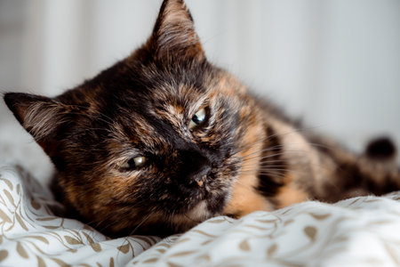 Tricolor cat looking at camera and laying on the bed in bedroom. Happy life concept. Kitty with big green eyes. Home relaxation of domestic animal. No parasites. Treated pet. High quality photo.の写真素材