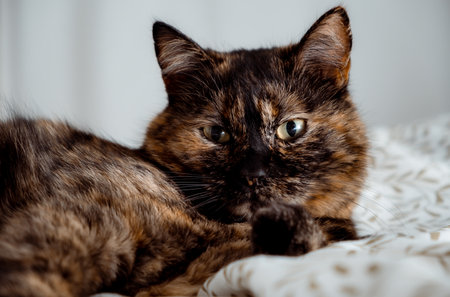 Tricolor cat looking at camera and laying on the bed in bedroom. Happy life concept. Kitty with big green eyes. Home relaxation of domestic animal. No parasites. Treated pet. High quality photo.の写真素材