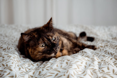 Tricolor cat looking at camera and laying on the bed in bedroom. Happy life concept. Kitty with big green eyes. Home relaxation of domestic animal. No parasites. Treated pet. High quality photo.の写真素材