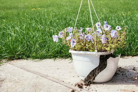 A hanging outdoor white plastic pot with petunias flowers fell and broke. Damage concept after strong wind and hurricane weather. Poorly secured yard decorations. HQ 4K.の写真素材
