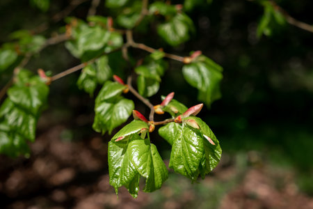 Young sticky Linden tree leaves close-up. Spring twig with new green lea and lime buds of Tilia caucasica. Selective Focus. Natural background. Springtime concept. Beginning of new life. Copy space.の写真素材