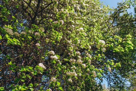 White flowers of blossoming apple tree. Close-up. Springtime. Blooming orchard. April and May. Garden plant. Beauty of nature. Garden details. Healthy fruit branch. Sunny weather. Blurred background.の写真素材