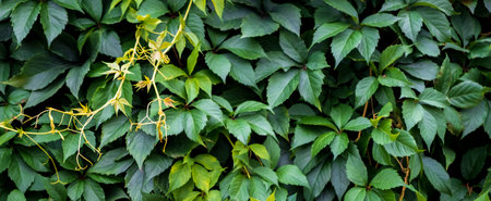 Green hedge of leaves of wild grapes. Dense hedgerow. Natural texture. Plant background. Beautiful...