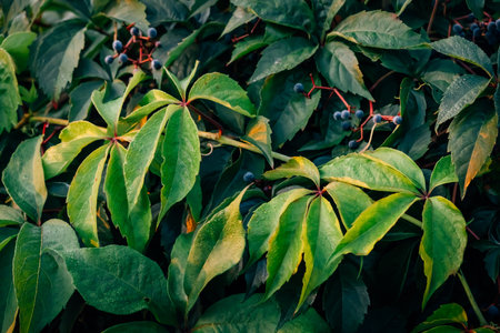 Green hedge of leaves of wild grapes with berries. Dense hedgerow. Natural texture. Plant...